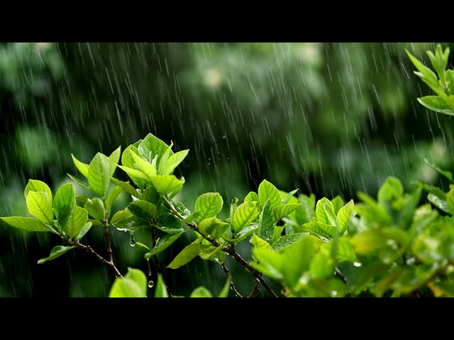 Best Rain Sounds For Sleep - 99% Fall Asleep With Rain And Thunder Sounds At Night | For insomnia