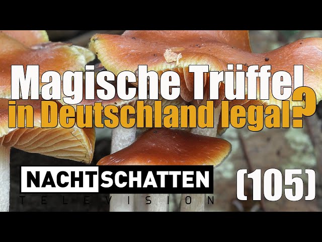 Magische Trüffel in Deutschland legal? | Nachtschatten Television (105)