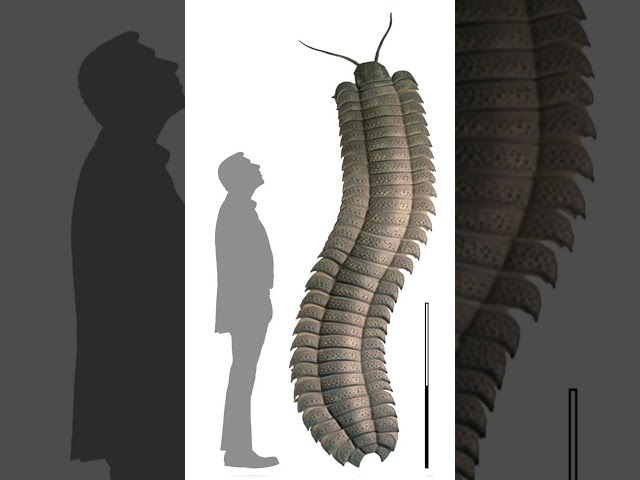 Giant Millipede Species Found in England #fossil #millipede #shorts