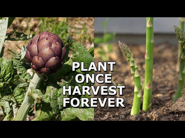 7 Perennial Vegetables You Can Grow Once and Harvest Forever!