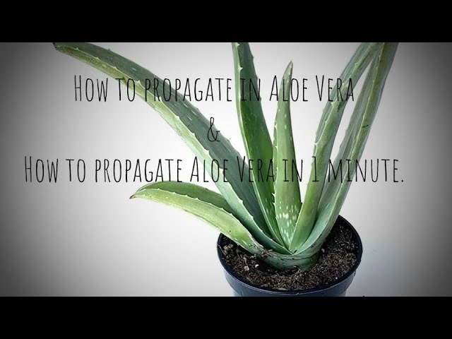 How to propagate in Aloe Vera and 2nd part How to propagate Aloe Vera in 1 minute.