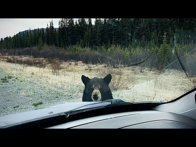 Bear Decides To Chew On My Tires In Rural Alaska! Not Good...   Ep.8