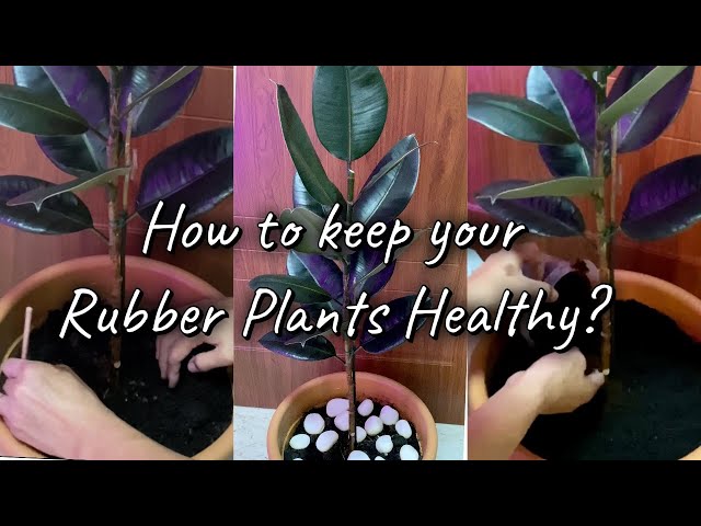 Rubber Plants Care : How to keep your Ficus Elastica healthy?