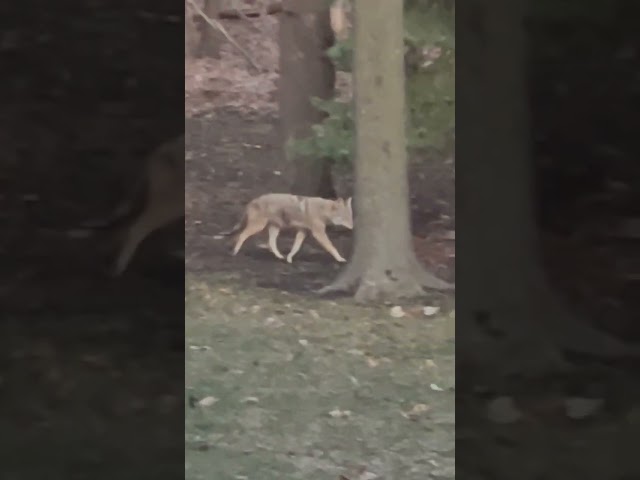 Coyote sniffing around fox den