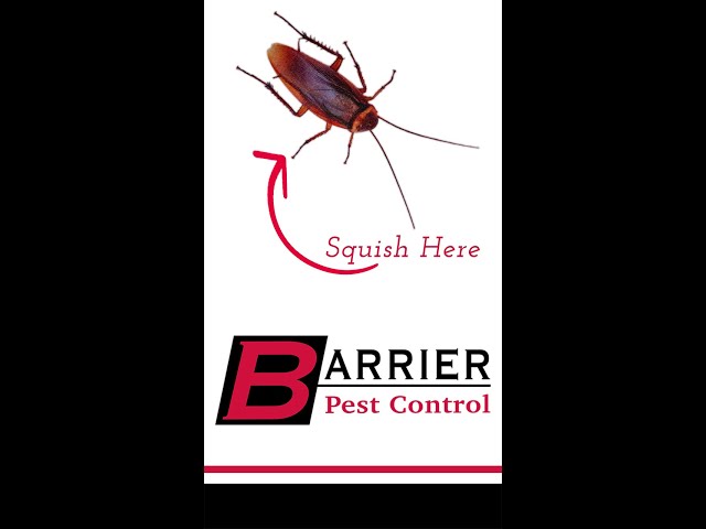 These ROACHES don't scatter! | Bug Encounter #1 | BARRIER PEST CONTROL