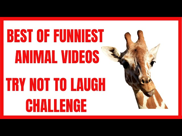 best of funniest animal videos | try not to laugh challenge