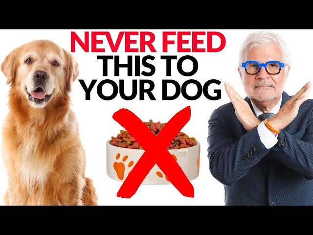 What Vets DON'T Tell You! Secrets to Extending Your Dog's Lifespan! | Dr. Steven Gundry