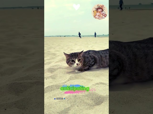 Adorable Cat Crawls on the Sand #bossycattale #bossysworld  #funnykittens | asmr cats video #fyp