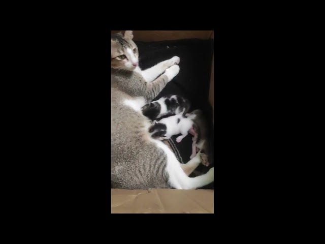 Mama Cat And Baby Cats | Part 4