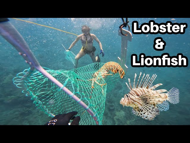 Danger Below: Lionfish Encounters While Lobster Diving #lobster #lionfish #grouper #fishing #diving