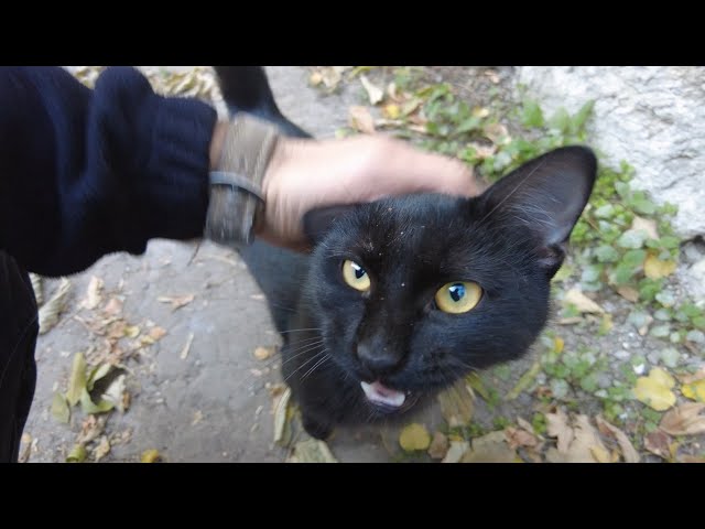 A very friendly black cat with amazing eyes