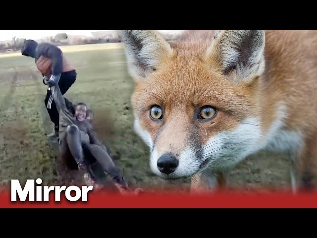The violent reality of fox hunting in the UK | Exclusive
