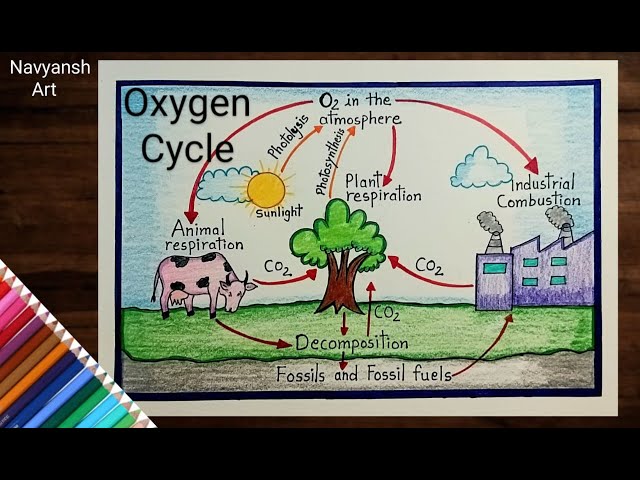 Oxygen Cycle diagram drawing/How to draw and label oxygen cycle diagram for Science project