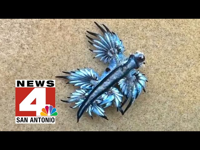 Venomous blue sea slugs invade Texas beaches