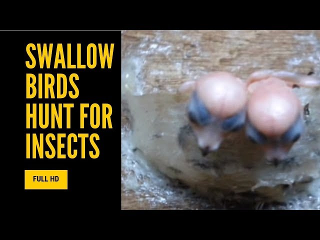 swallow birds hunt for insects