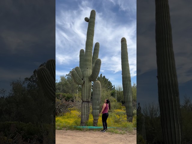 On the hunt for the big cactus (beefs) #cactuslover #plantlove #beef