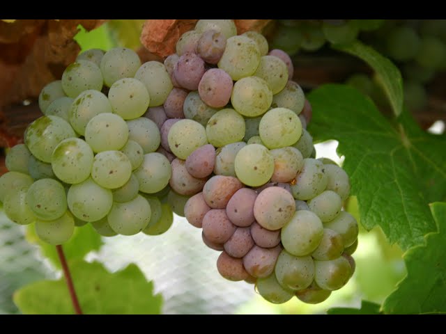 Botrytis Information Session, August 2023