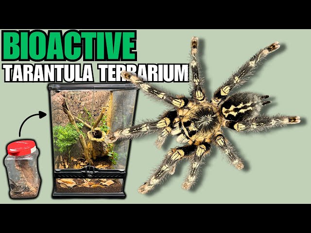 New Tarantulas! Ivory Ornamental (Poecilotheria subfusca) | Bioactive Arboreal Tarantula Terrarium