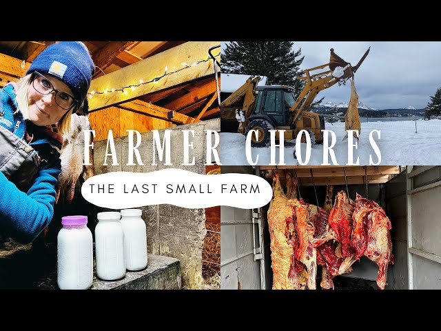 Kodiak, Alaska Winter Farm Chores | Free Range Cattle Butchering|Rabbit Breeding and more | "Vlog3