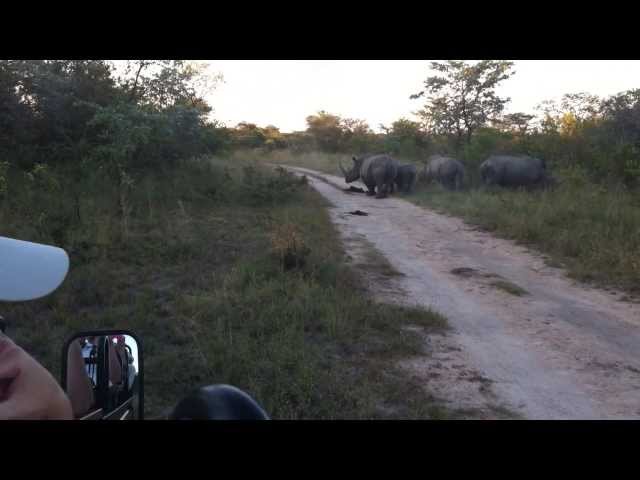 Funny Rhino behavior - large male being chased away!