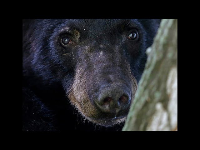 Bear roaming across DC neighborhood