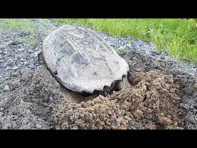 This is a snapping Turtle Laying eggs