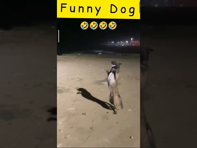 Funny dog dance 🤣🤣🤣🤣 #dog #dance #funnyvideo #shorts #viral #trending