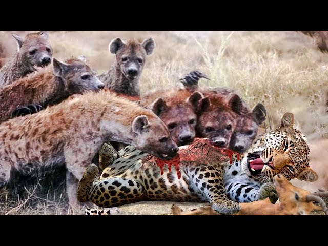 The Cruel War! Painful Leopard Is Brutally Attacked By the Bloodthirsty Hyenas To Steal Its Prey