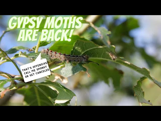 Gypsy Moth Caterpillar Infestation