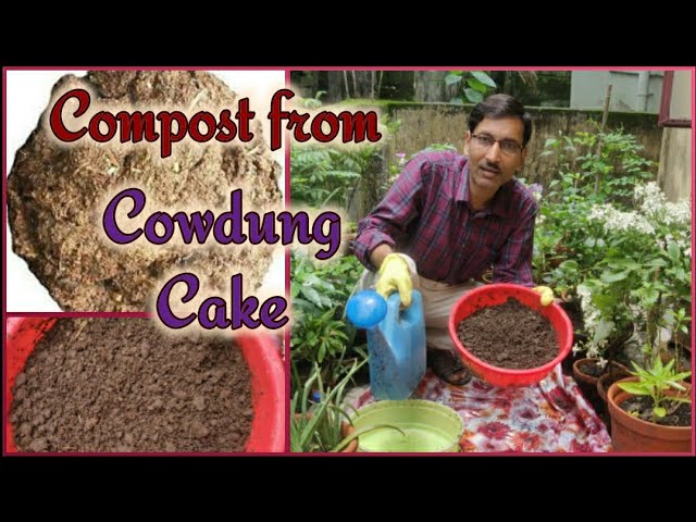 How to make Compost from Cow dung Cake