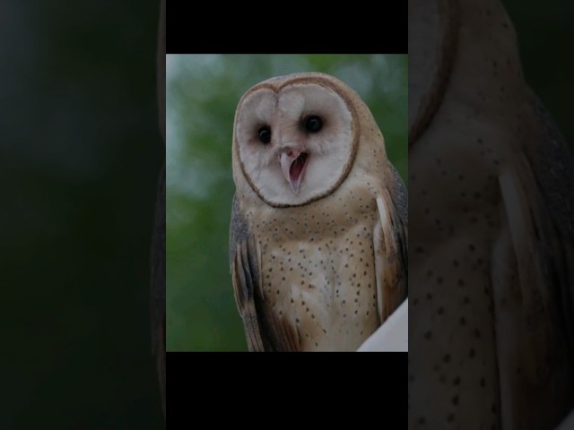 Barn Owl Sounds | Barn Owls Calling Sound