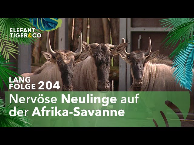 Drei neue Weißbartgnus für den Zoo Leipzig (Langfolge 204) | Elefant, Tiger & Co. | ARD
