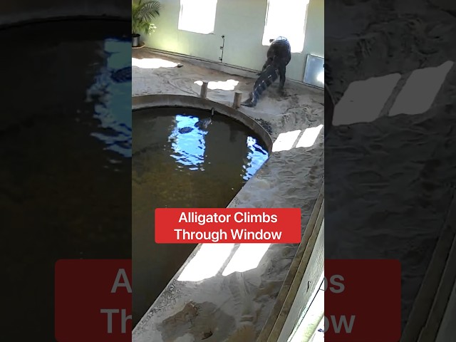 Alligator Climbs Through Window 😱🐊#shorts #alligator