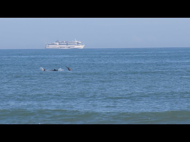 Dolphins Swim off the Beach in Cocoa Beach Florida in 4k UHD