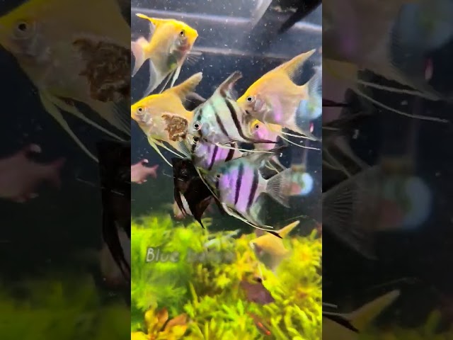 Types of Freshwater Angelfish | Juveniles Feeding