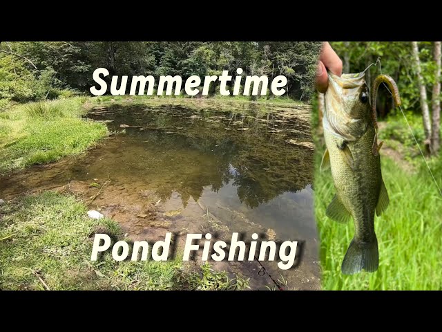 Largemouth Bass Fishing! Catch and Release!! 🎣🎣🎣