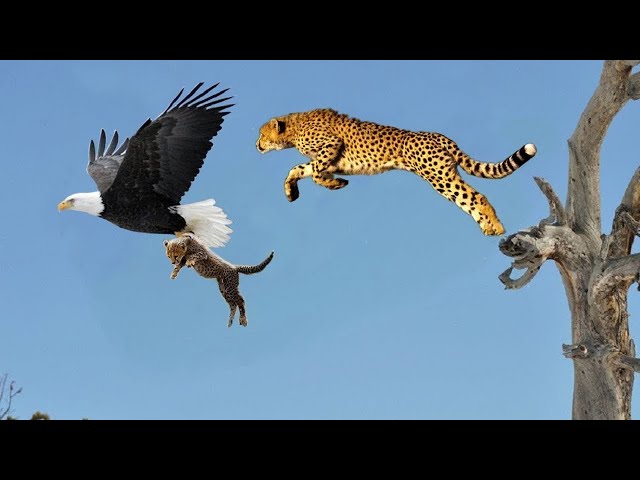 Heldenmutter Leopard Rettet Baby Vor Adlerjagd Scheitert Die Erstaunlichsten Tiere Retten Andere T