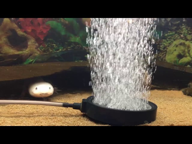 Ausströmer im Axolotlbecken ?! | Bubble Air Stone for Axolotl ?! #Latinaric