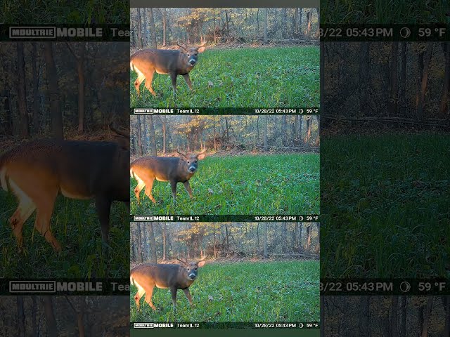 AWESOME Trail Cam VIDEO Compilation - SHORT