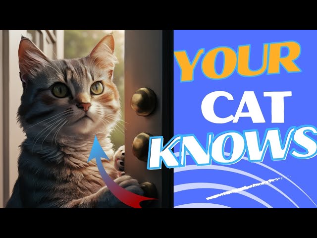 The Hidden Wisdom of Cats Unveiled
