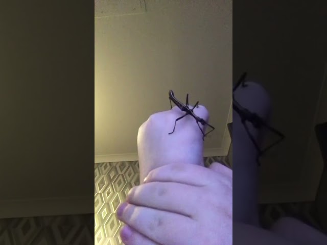 Sunny stick insect on my hand