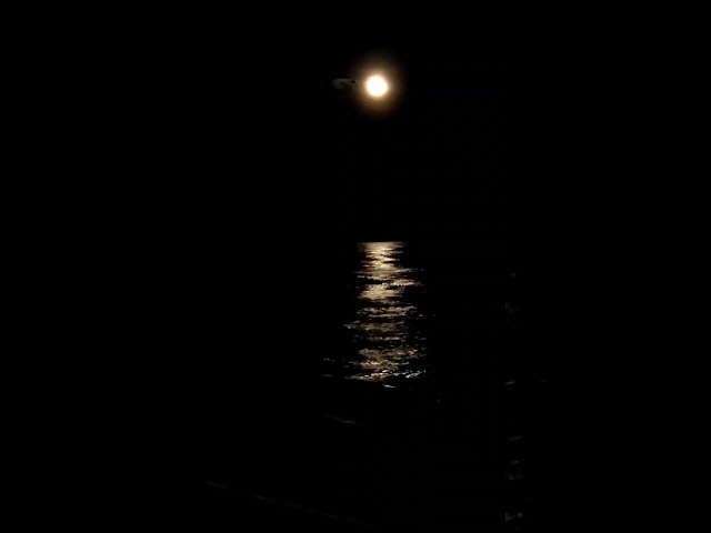 Sea of Tranquility 🌝 ...... #ocean #sea #moon #asmr #beach #moonlight