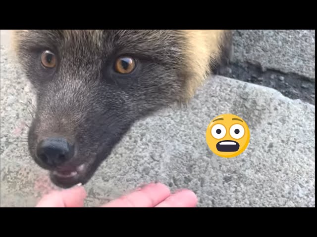 Adorable Wild Foxes Being Friendly