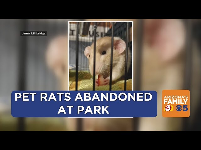 Nonprofit rescuing pet rats abandoned at Scottsdale park