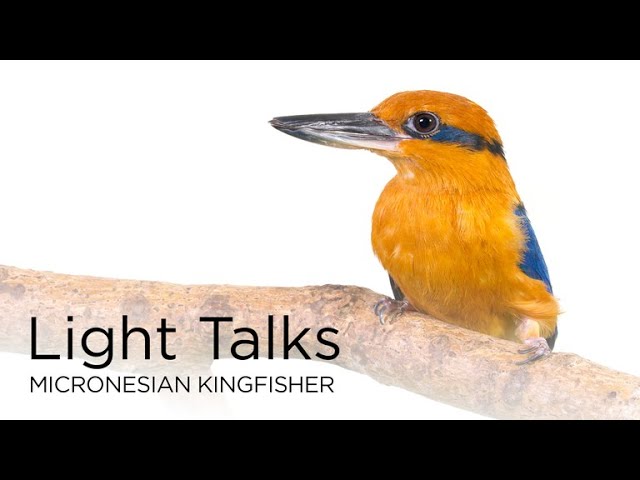 Light Talks: Micronesian Kingfisher