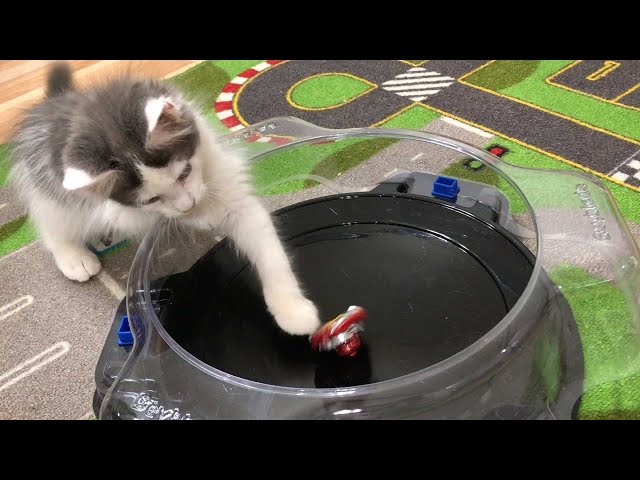 Maine coon baby kitten (2mo) is playing with beyblade toy!
