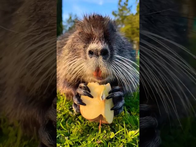 Close-up of a beaver eating an apple | Animals w.p #Beavers #animals #wildlife #MyYearOnYouTube2023