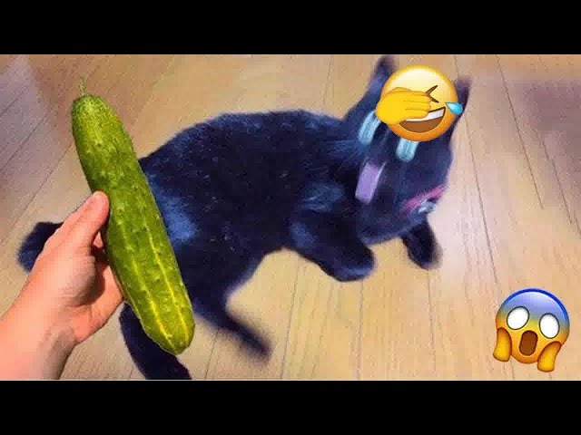 Funniest Animals 2023 😅 New Funny Cats and Dogs Videos 😹🐶 Part #