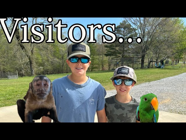 Who’s our visitors?? ​​@bluegabe #monkeys #animals