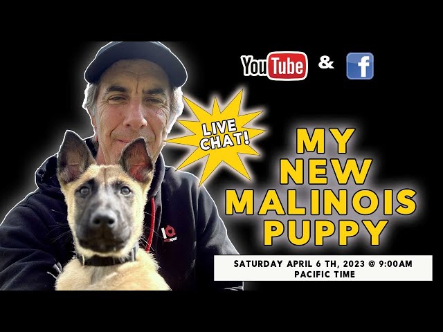 LIVE - My New Malinois Puppy